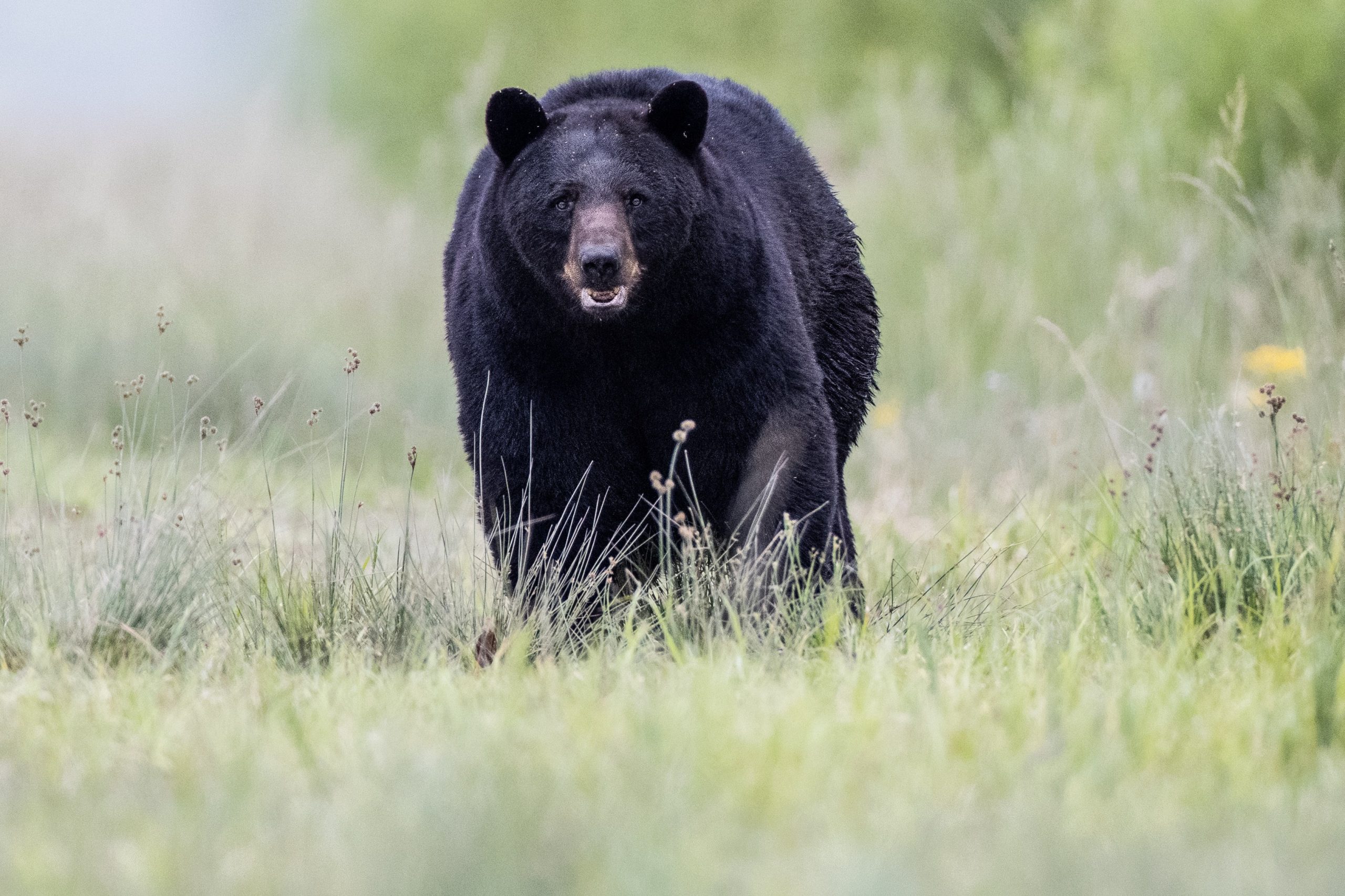 Photo de couverture - Chasse à l'ours noir au Québec